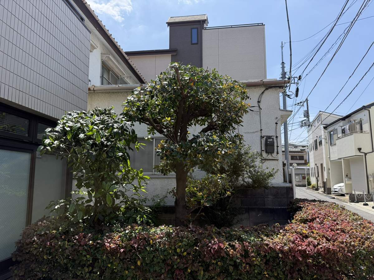 キンモクセイとモッコクの剪定