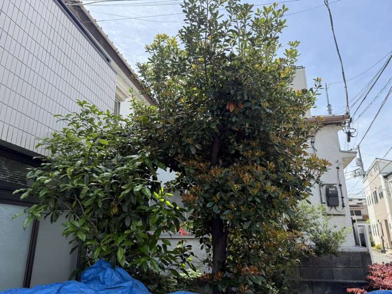キンモクセイ剪定ビフォー
