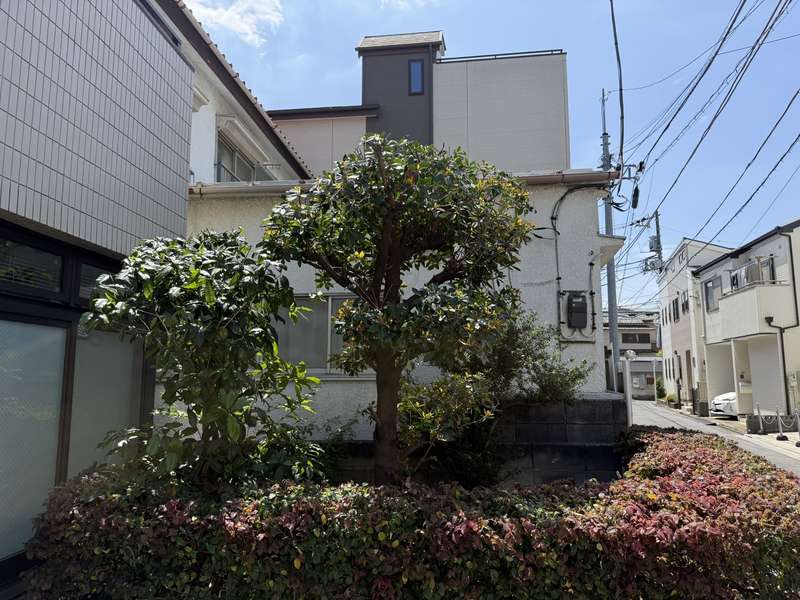 キンモクセイ剪定アフター